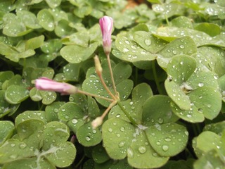 DSCF1790.JPG