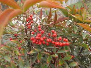 DSCF1804.JPG