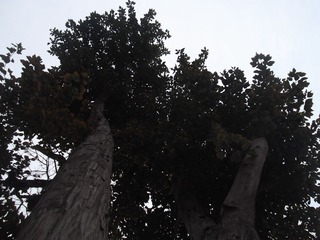 DSCF1865.JPG