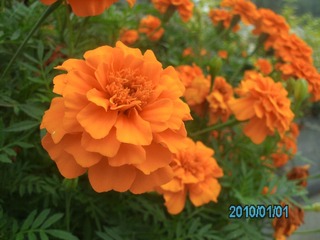 IMG_3594.JPG
