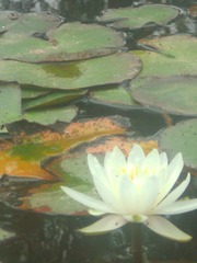 IMG_4020.JPG