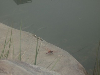 IMG_4070.JPG