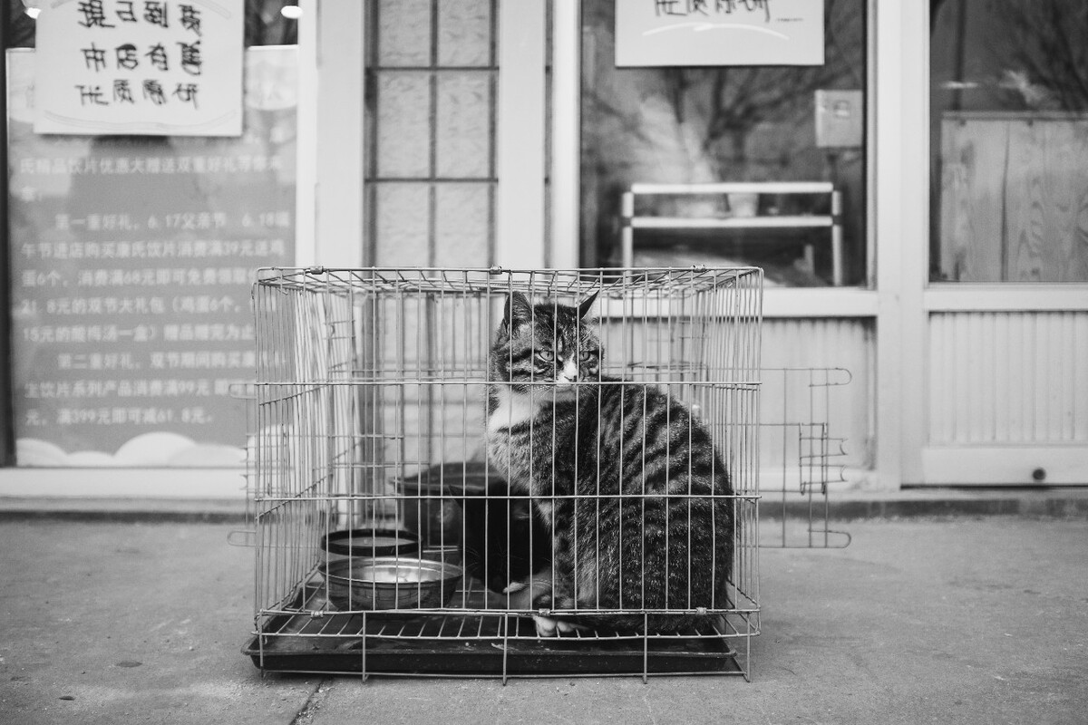 这个冬天被养在室外的猫