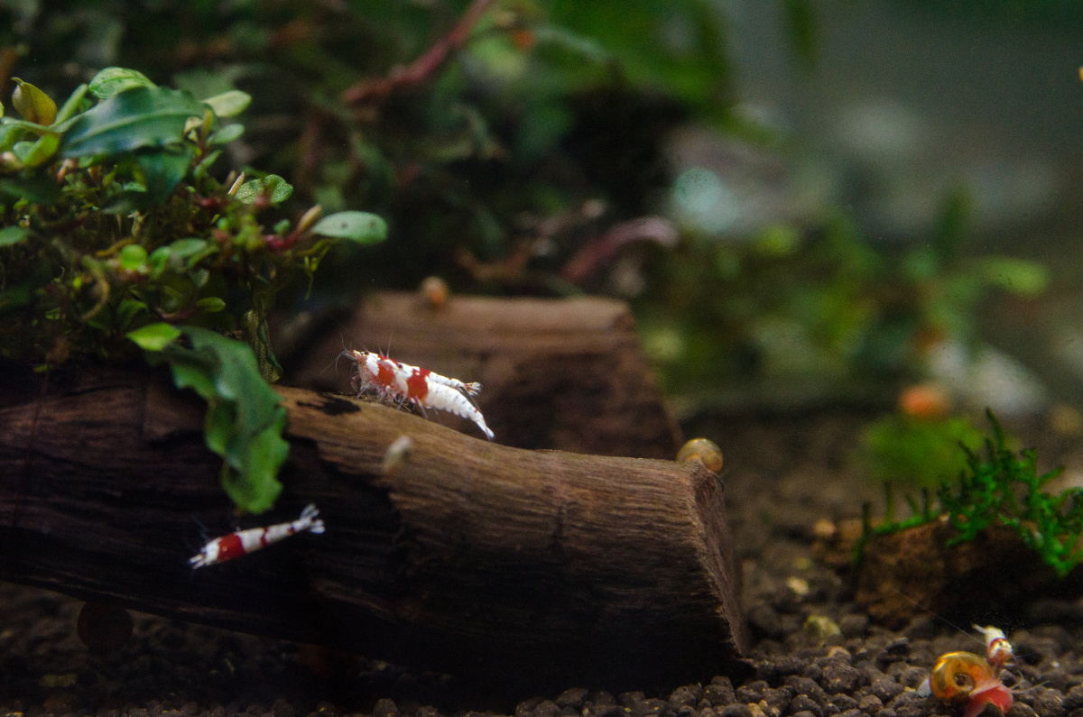 水族记录水晶虾