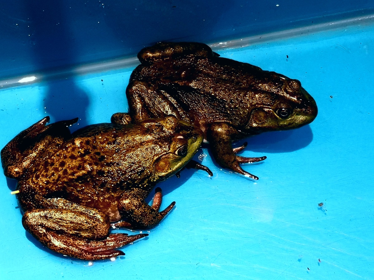 蛙- 漫天雪1 - 图虫