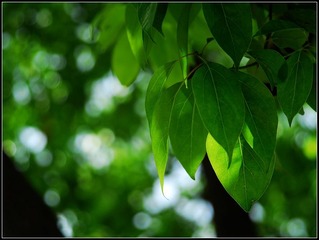 DSC_1221.jpg