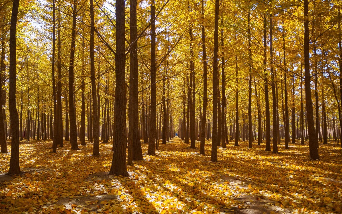 银杏林看风景的人北京市张格庄银杏林