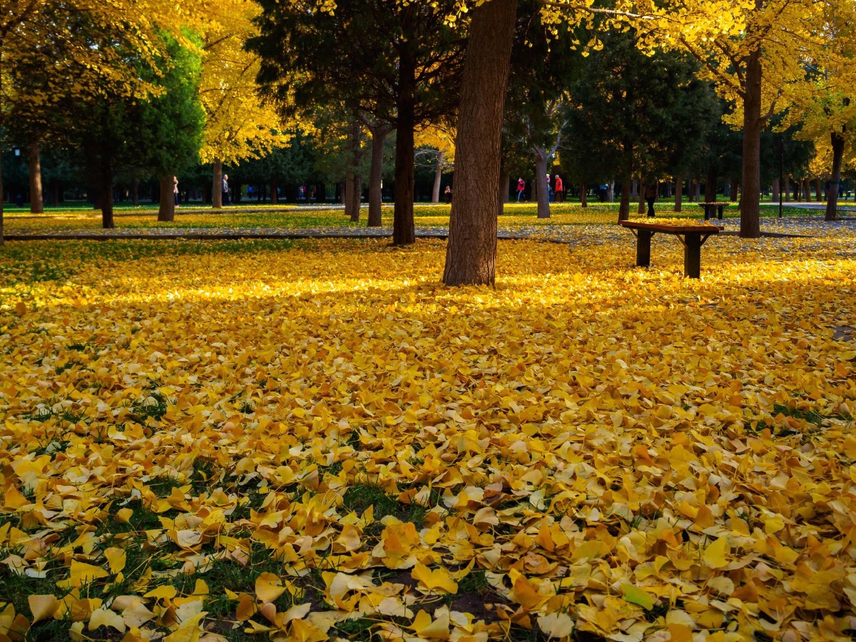 落叶之美看风景的人北京市天坛公园