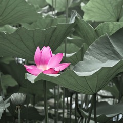 荷花-9