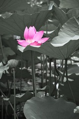 荷花-10