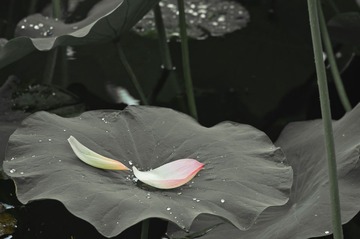 荷花-32-2
