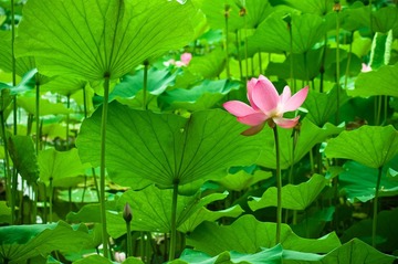 荷花online-1