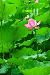 荷花online-2