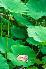 荷花online-13