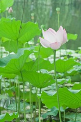 荷花online-30