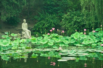 荷花online-40