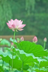 荷花-16-2