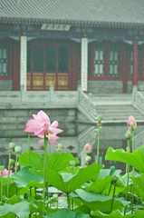 荷花-20