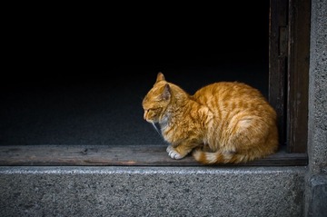 猫