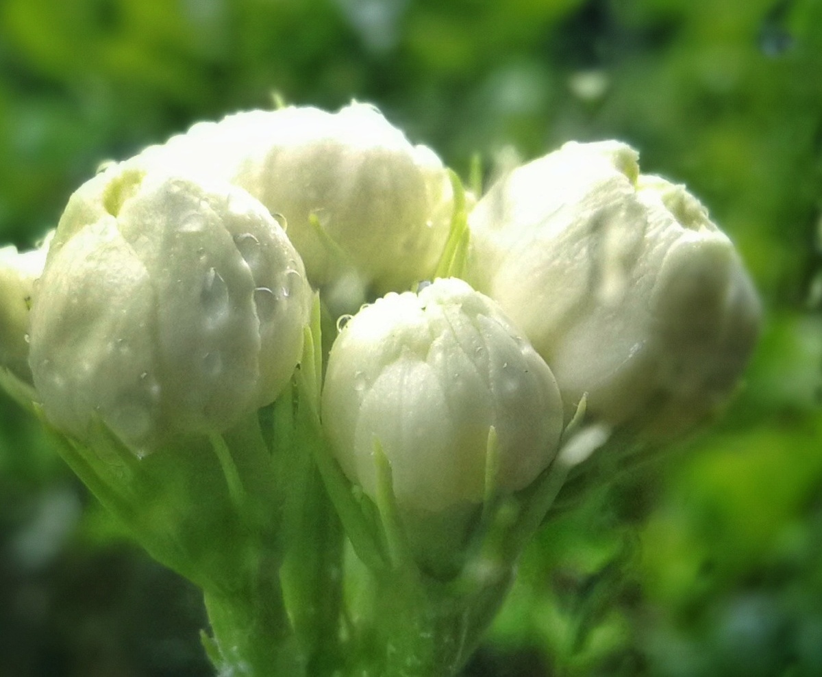 含苞待放的茉莉花