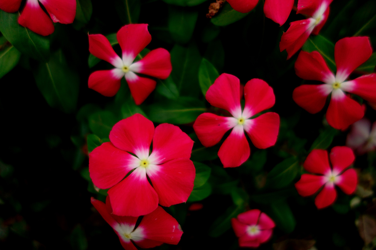 DSC4458 - PhotographerChow