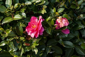 _DSC0272