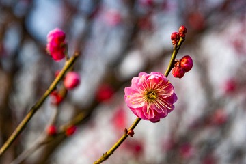 _DSC0126