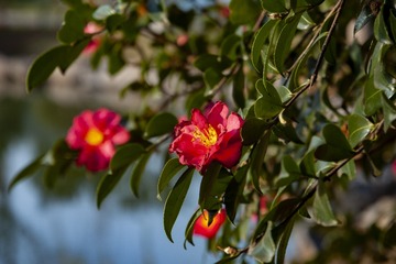 _DSC0019