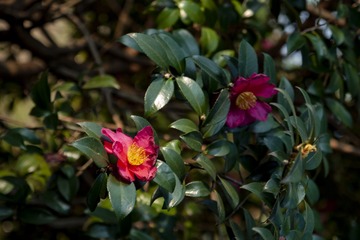 _DSC0015
