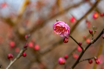 _DSC0122