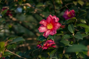 _DSC0025