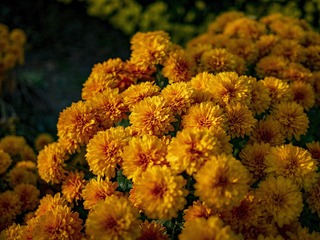 _4690305