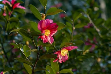 _DSC0023