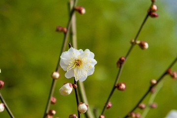 _DSC0100