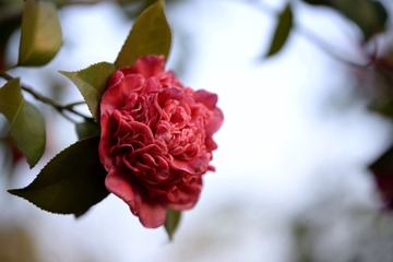 _JFP4450