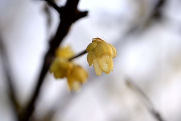 _JFP4454