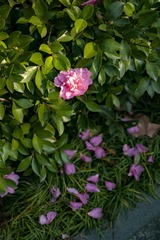 _DSC0001