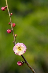 _DSC0110