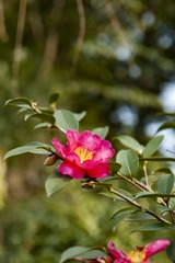 _DSC0247