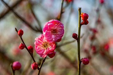_DSC0129