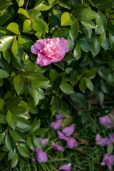_DSC0003