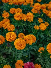 _4690185