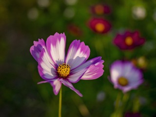 _4690371