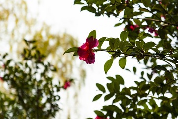 _DSC0237