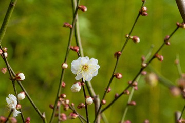 _DSC0098