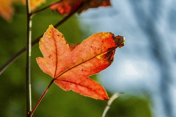 _DSC0194