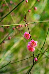 _DSC0139