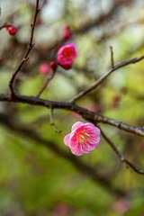 _DSC0137