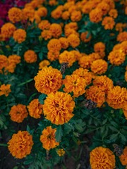 _4690191