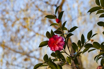 _DSC0027